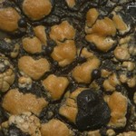 Endococcus propinquus