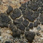 Endococcus stigma