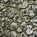 Endococcus verrucosus