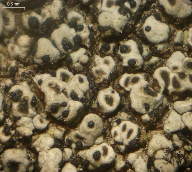 Endococcus verrucosus
