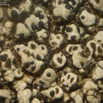 Endococcus verrucosus
