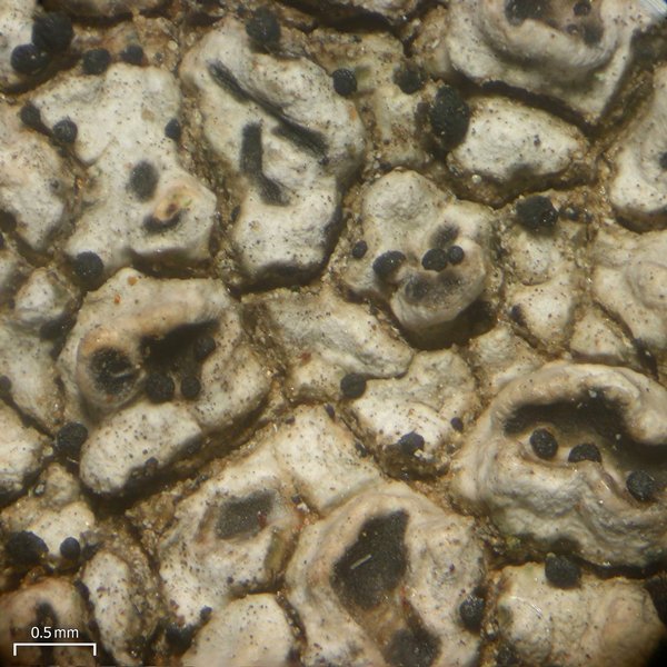 Endococcus verrucosus