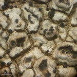Endococcus verrucosus