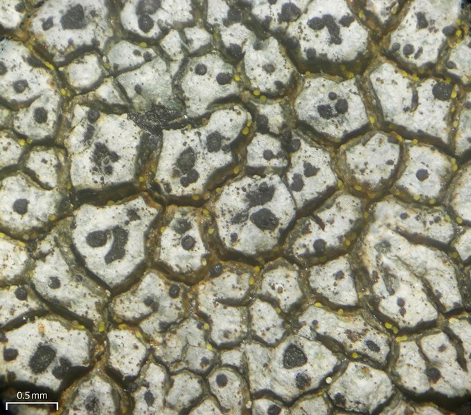 Endococcus verrucosus