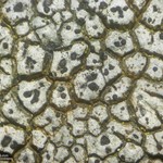Endococcus verrucosus