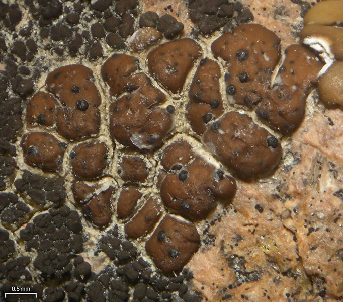 Endococcus verrucosus