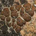 Endococcus verrucosus
