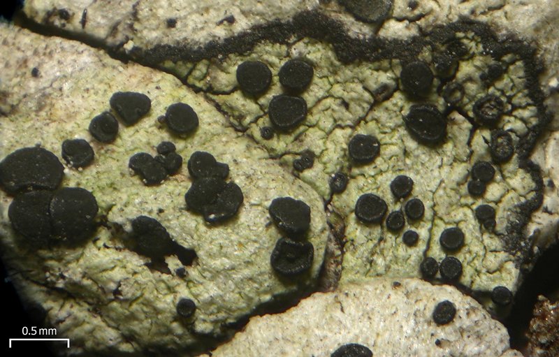 Buellia circumpallida