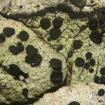 Buellia circumpallida