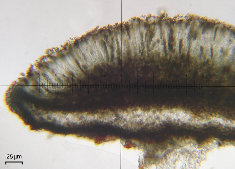Buellia circumpallida
