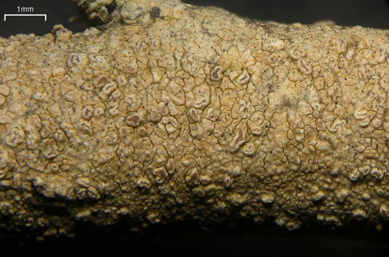 Enterographa anguinella