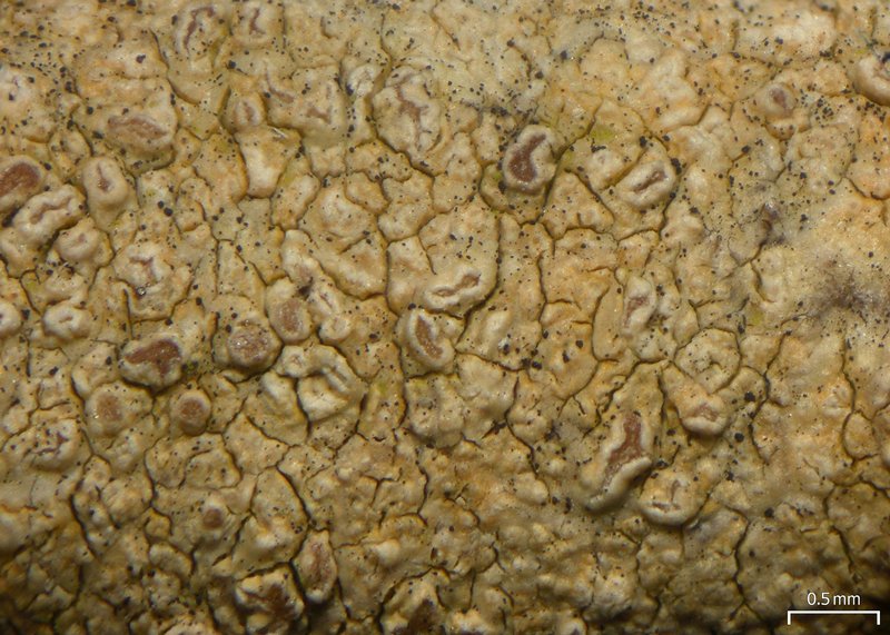 Enterographa anguinella