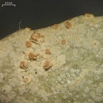 Enterographa oregonensis