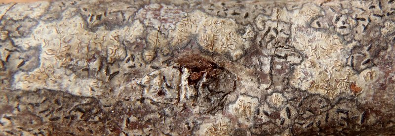 Enterographa pallidella