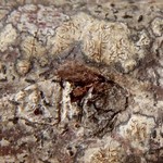 Enterographa pallidella