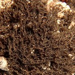 Ephebe hispidula