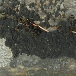 Ephebe lanata
