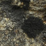 Ephebe lanata