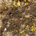 Ephebe perspinulosa