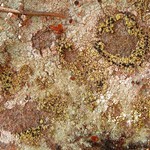 Epilichen scabrosus
