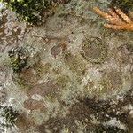 Epilichen scabrosus