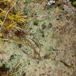 Epilichen scabrosus