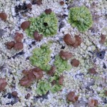 Epilichen scabrosus