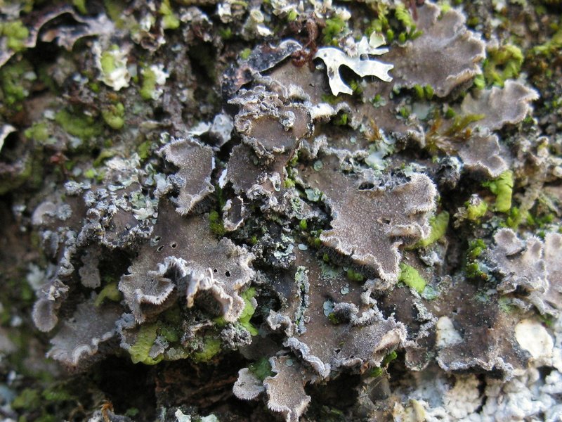 Erioderma mollissimum