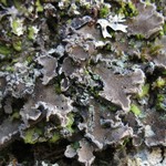Erioderma mollissimum