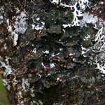 Erioderma pedicellatum