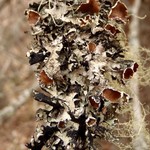 Esslingeriana idahoensis