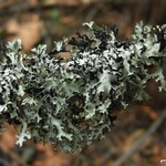 Esslingeriana idahoensis