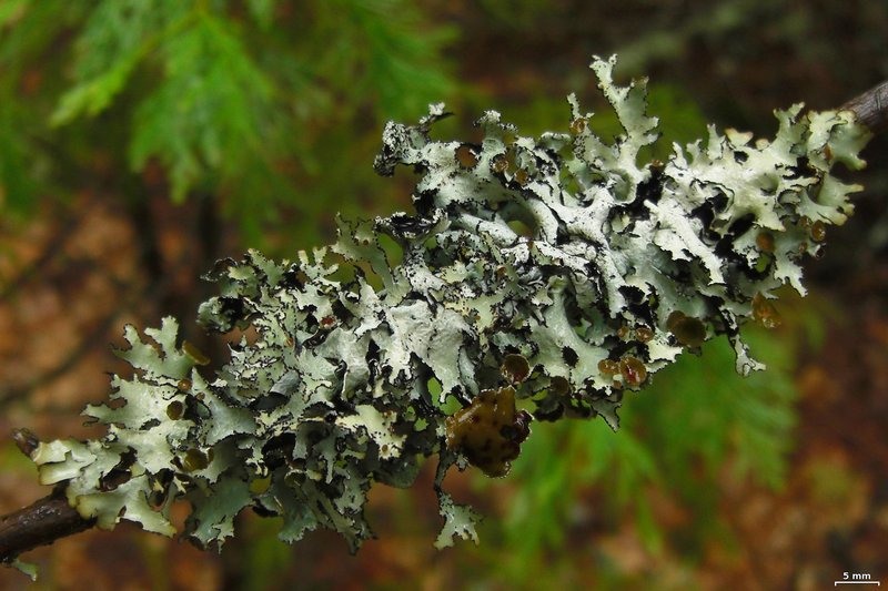 Esslingeriana idahoensis