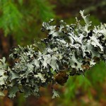 Esslingeriana idahoensis