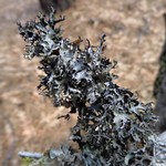 Esslingeriana idahoensis