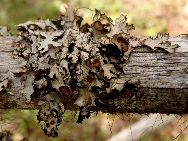 Esslingeriana idahoensis