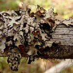 Esslingeriana idahoensis