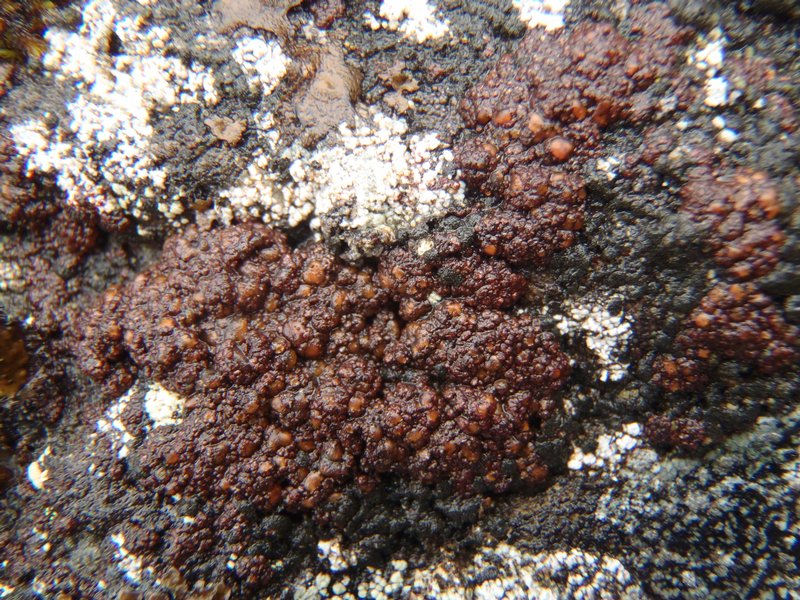 Euopsis granatina