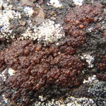 Euopsis granatina
