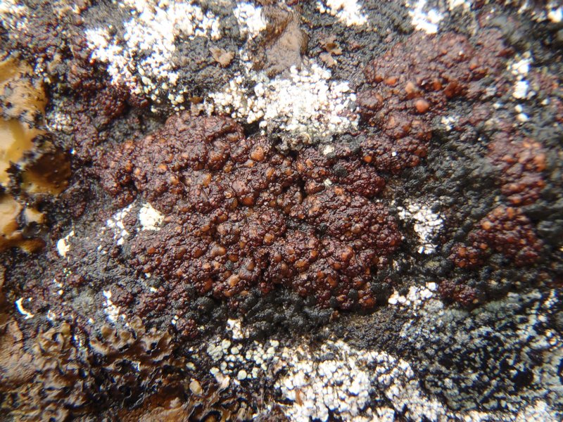 Euopsis granatina