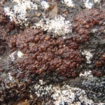 Euopsis granatina