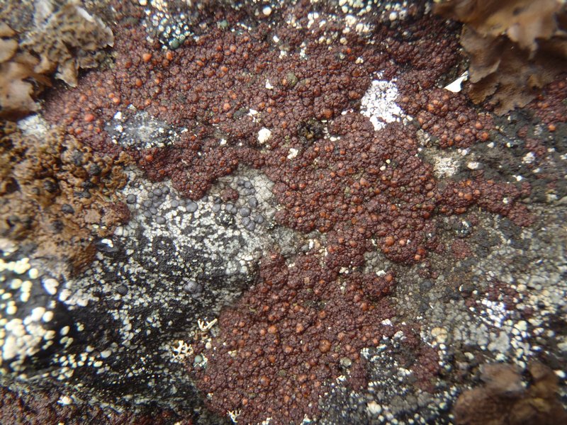 Euopsis granatina
