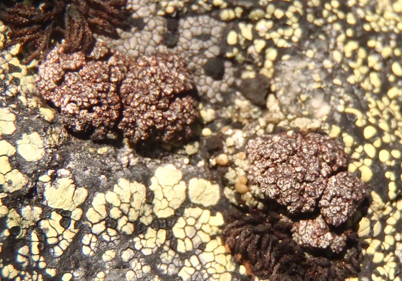 Euopsis granatina