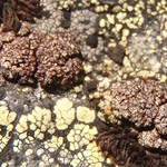 Euopsis granatina