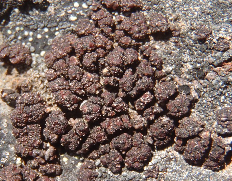 Euopsis granatina