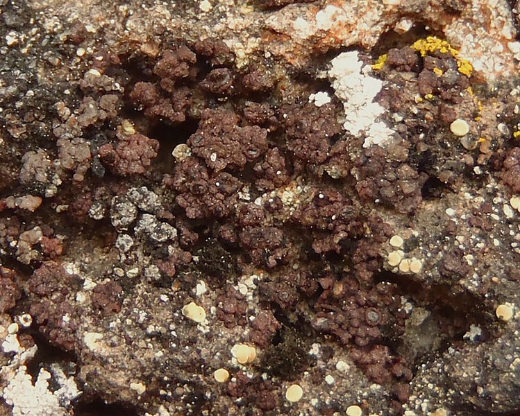 Euopsis pulvinata