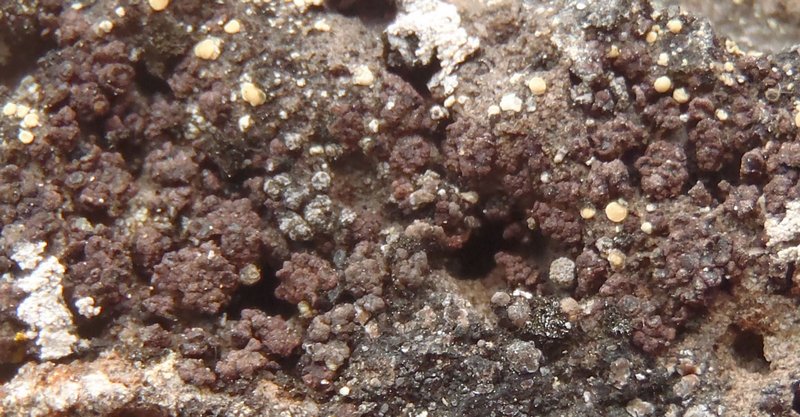Euopsis pulvinata