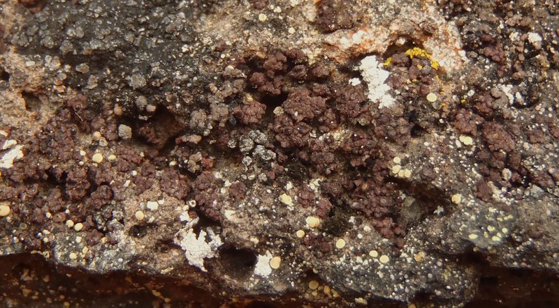 Euopsis pulvinata