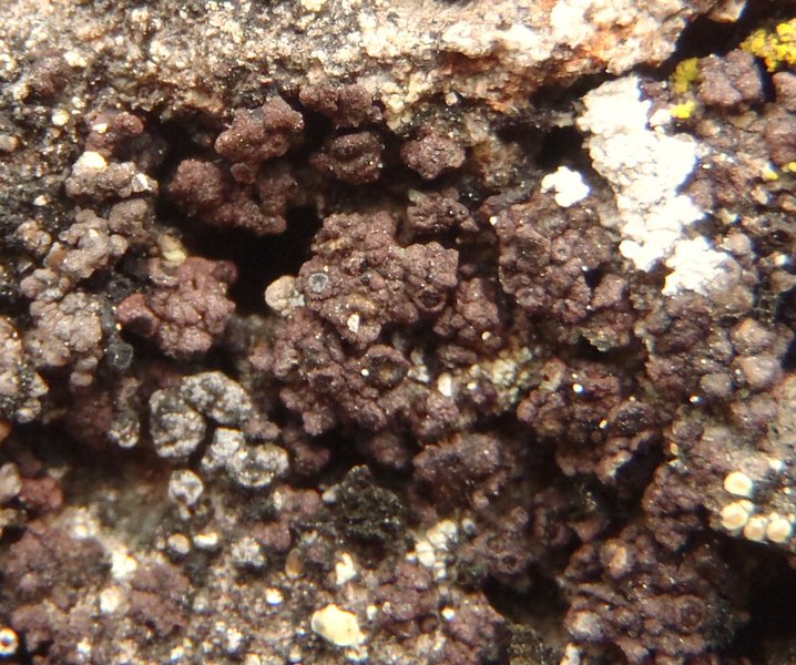Euopsis pulvinata