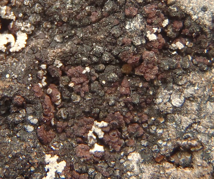 Euopsis pulvinata